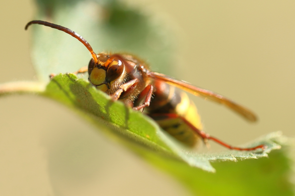 oog in oog - Geleedpotigen - hoornaar