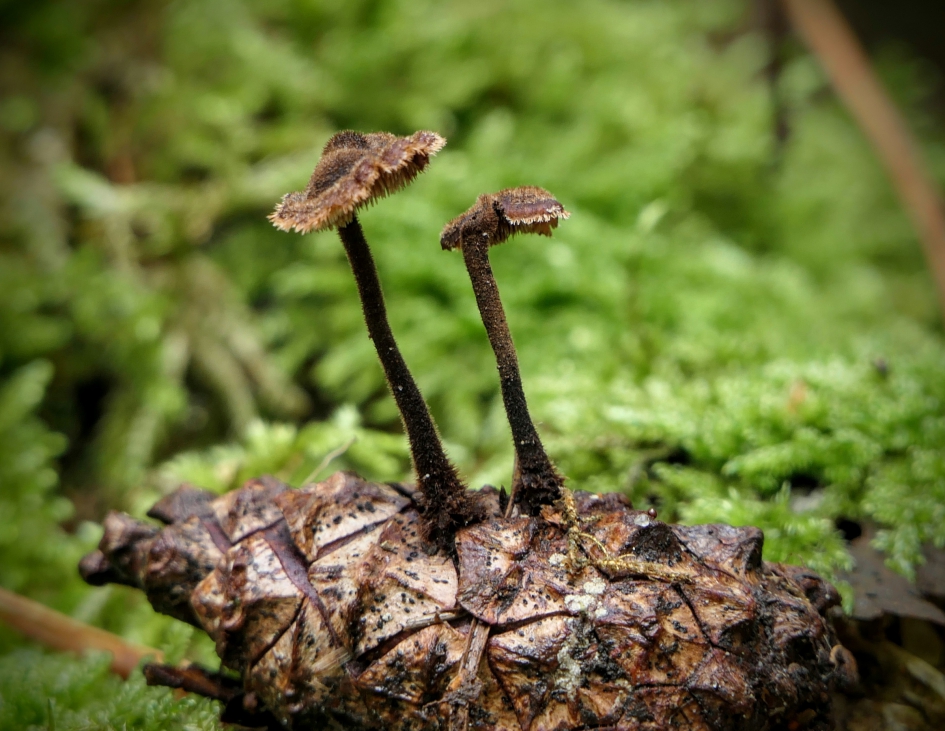 Oorlepelzwammetjes. - Schimmels - Oorlepelzwam