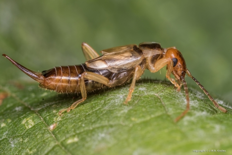 Oorworm (Dermaptera)