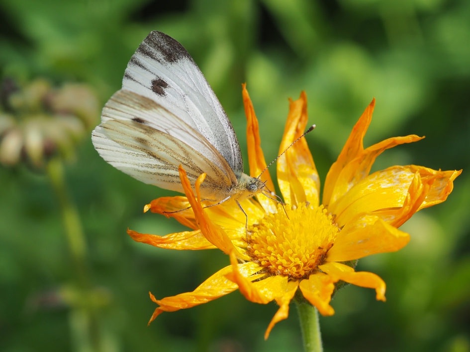Op de goudsbloem - Geleedpotigen - Klein koolwitje