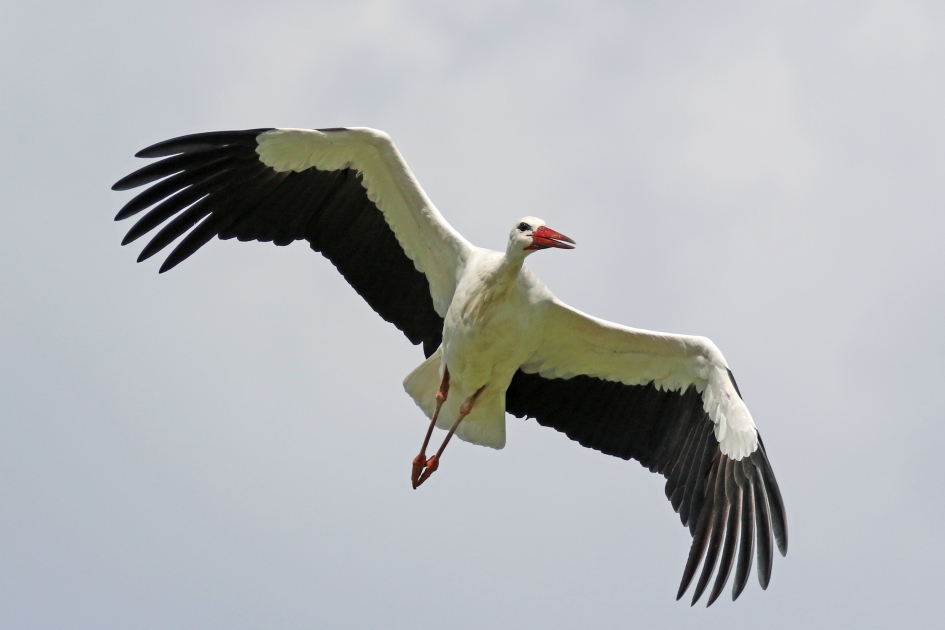 Opzij, opzij, opzij... - Vogels - Ooievaar