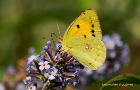 Oranje Luzernevlinder