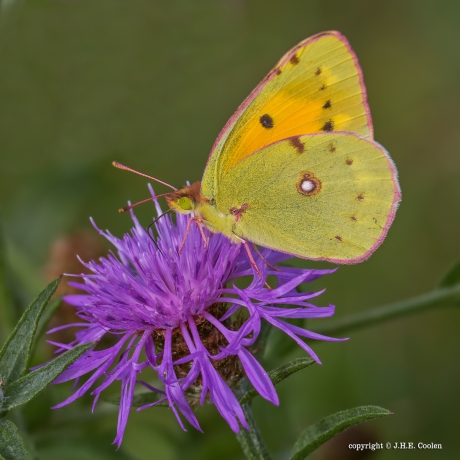 Oranje luzernevlinder