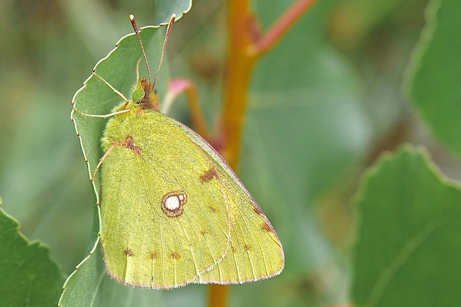 Oranje Luzernevlinder - Geleedpotigen - Oranje Luzernevlinder