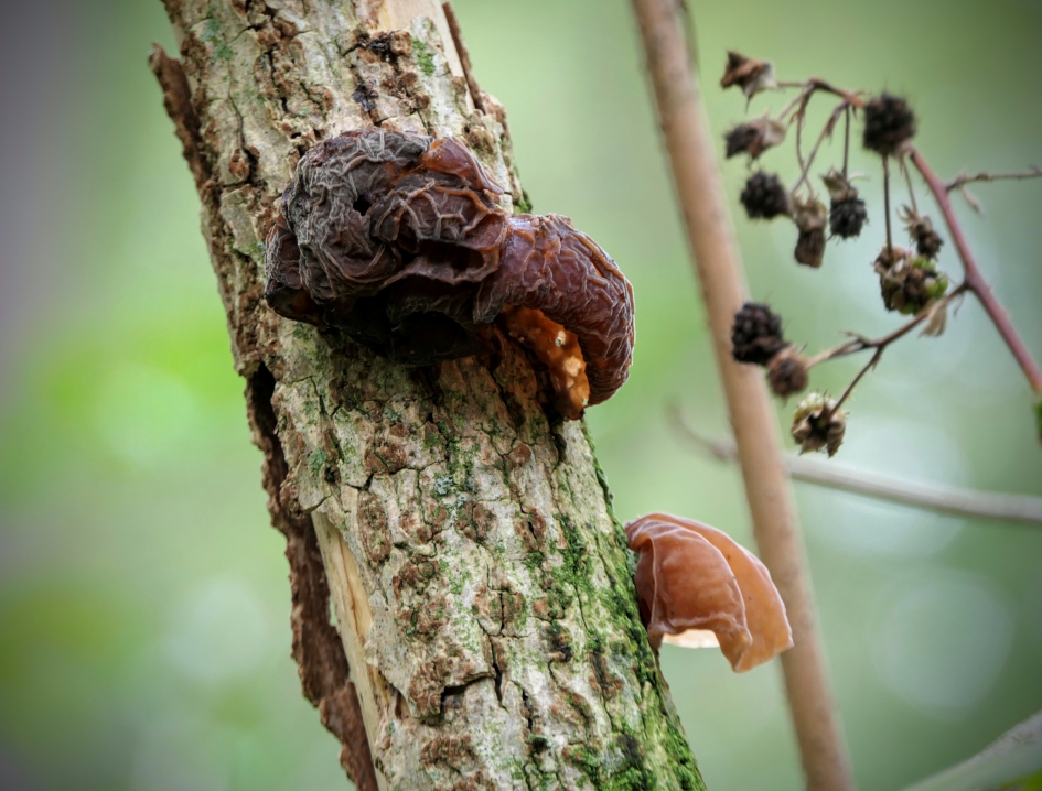 Oud en nieuw - Schimmels - Judasoor