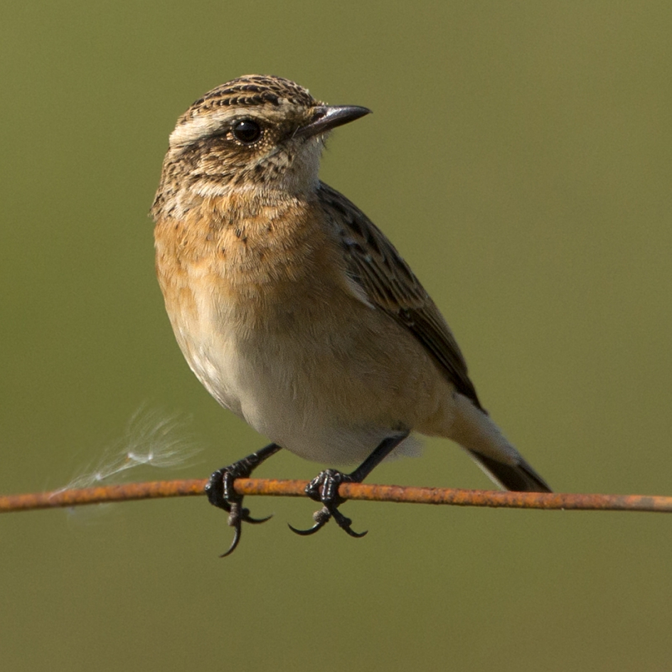 Paapje - Vogels - Paapje