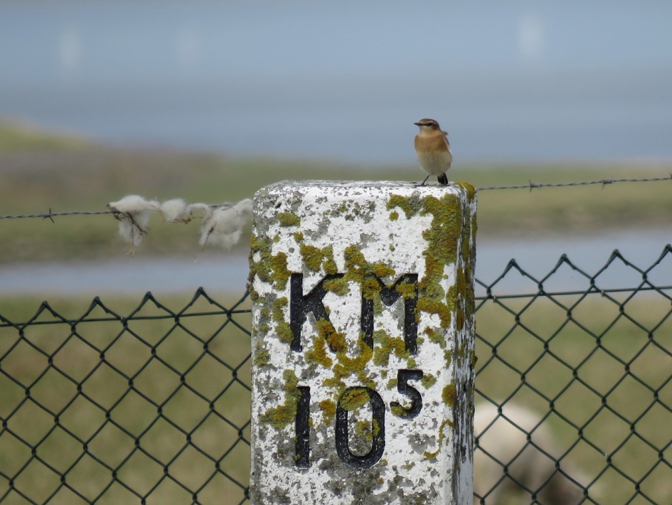 Paapje - Vogels - Paapje
