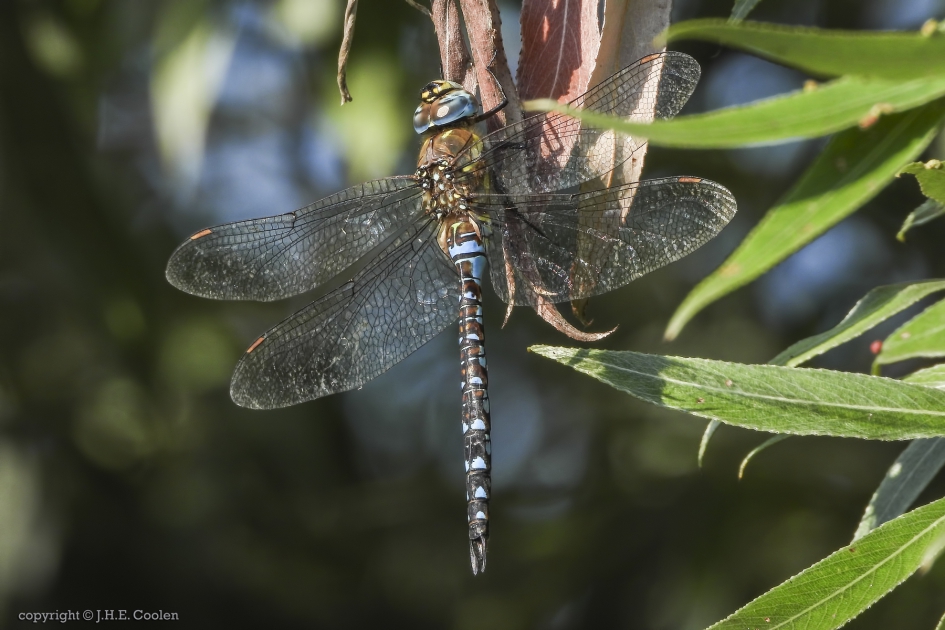 Paardenbijter (Aeshna mixta) - Geleedpotigen - Paardenbijter