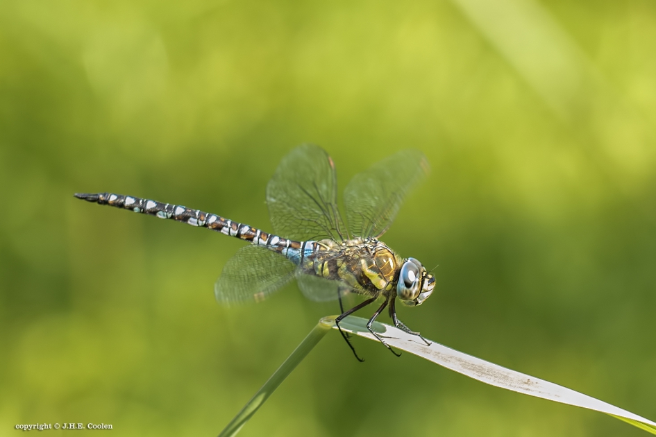 Paardenbijter (Aeshna mixta) - Geleedpotigen - Paardenbijter