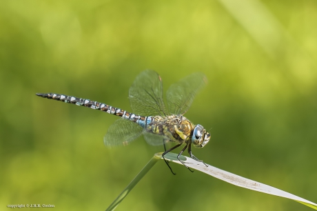 Paardenbijter (Aeshna mixta)