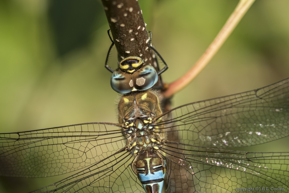 Paardenbijter (Aeshna mixta) - Geleedpotigen - Paardenbijter