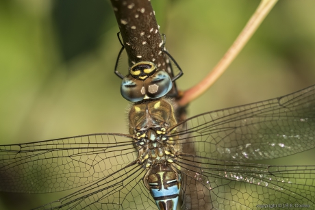 Paardenbijter (Aeshna mixta)