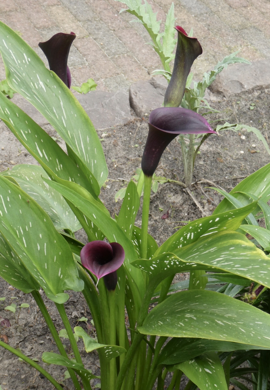 Paars/zwarte aronskelk - Planten - 