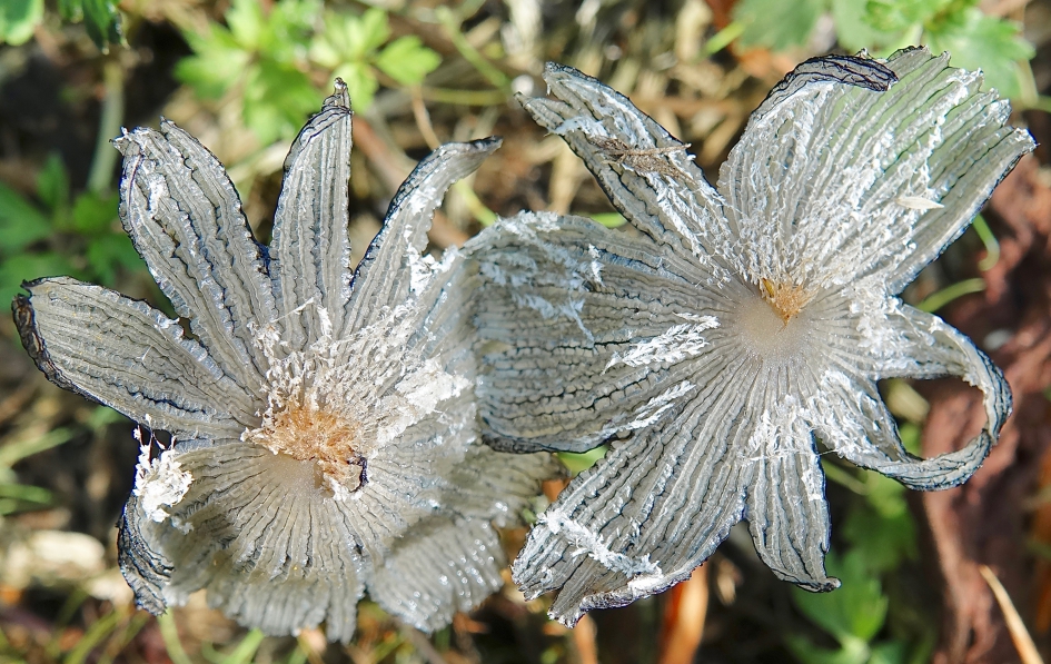 Paddestoelen als bloemen van zilver - Schimmels - Witte Mestinktzwam