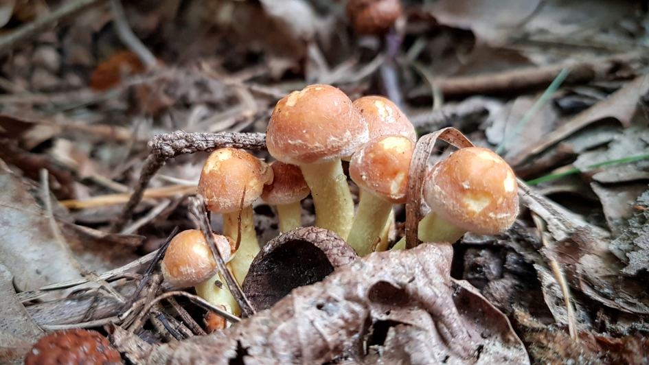 "Boeketje" - Schimmels - Zwavelkopje