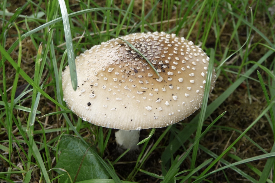 Parelamaniet - Schimmels - 