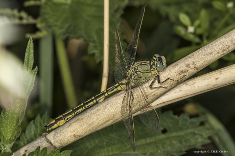 Plasrombout (Gomphus pulchellus)