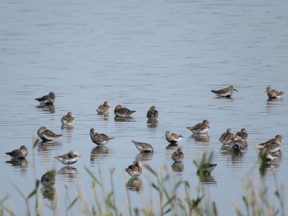 Strandlopers of Plevieren? - Vogels - 