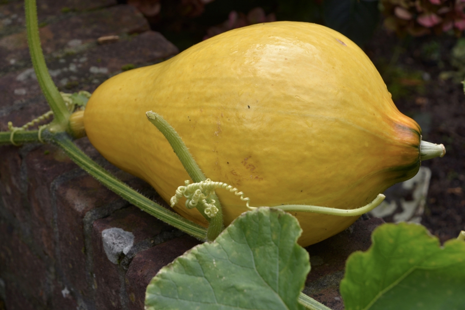 Pompoen - Planten - 