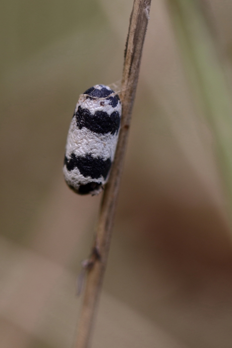 pop van een sluipwesp