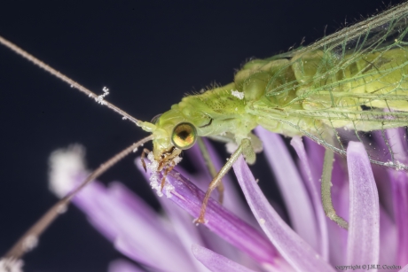 Portret van een.....