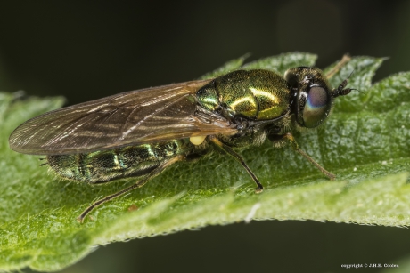 Prachtwapenvlieg (Chloromyia formosa)