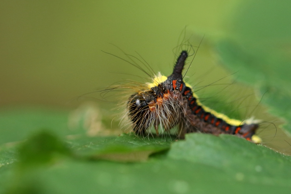 psi-uil - Geleedpotigen - psi-uil