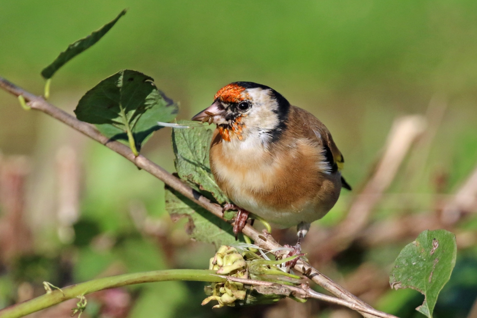 Putter (1) - Vogels - 