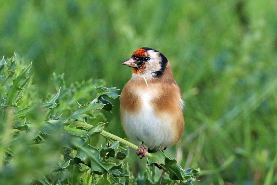 Putter (2) - Vogels - 