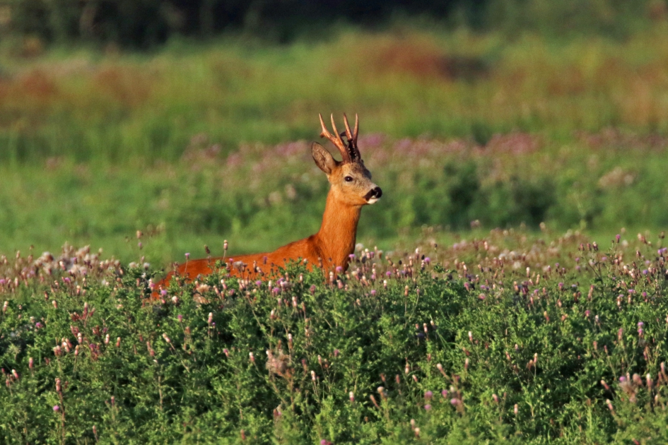 Reebok - Zoogdieren - 