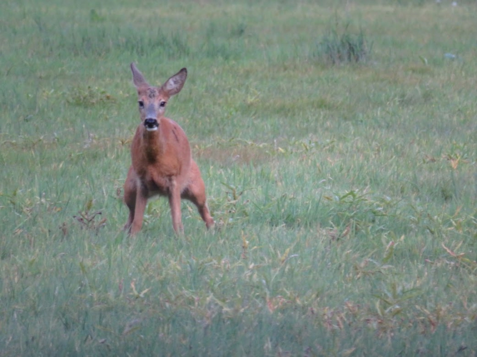 Reegeit doet een boodschap. - Zoogdieren - Reegeit