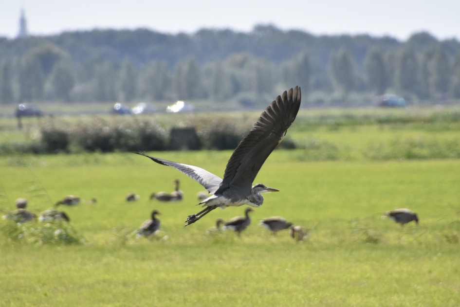 Reiger - Vogels - 