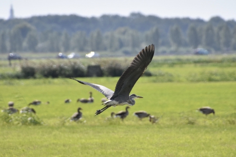 Reiger