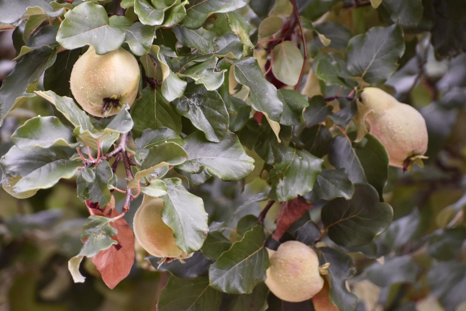 Rijp - Planten - 