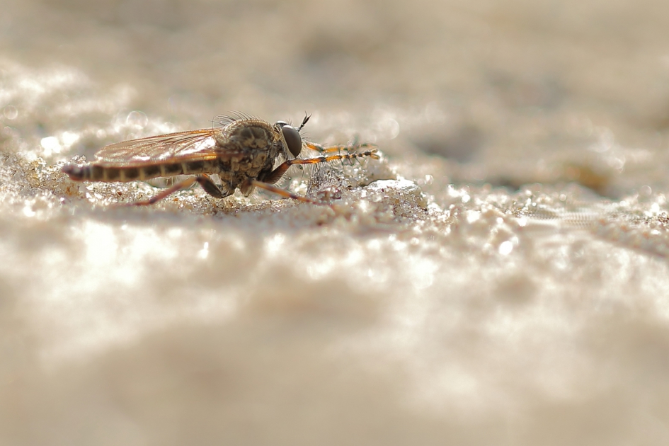 ringpootroofvlieg -m- - Geleedpotigen - ringpootroofvlieg