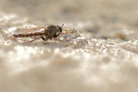 ringpootroofvlieg -m-