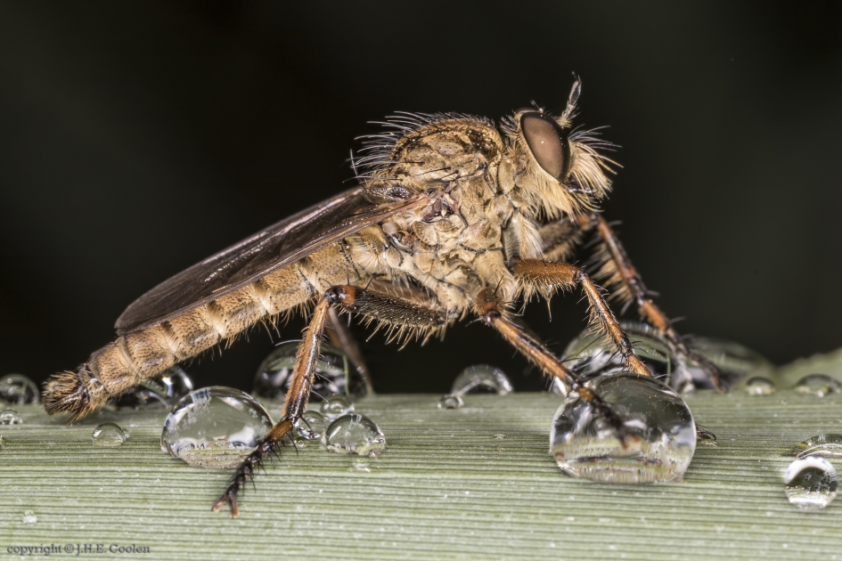 Ringpootroofvlieg (Tolmerus cingulatus) - Geleedpotigen - Ringpootroofvlieg