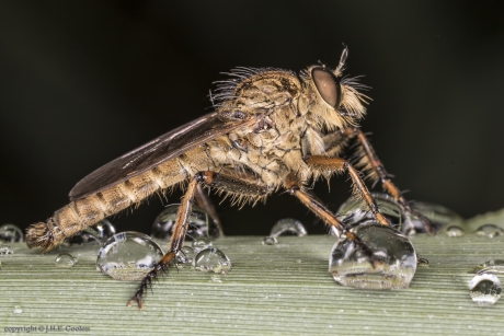 Ringpootroofvlieg (Tolmerus cingulatus)