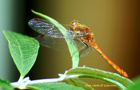 Rode Libelle