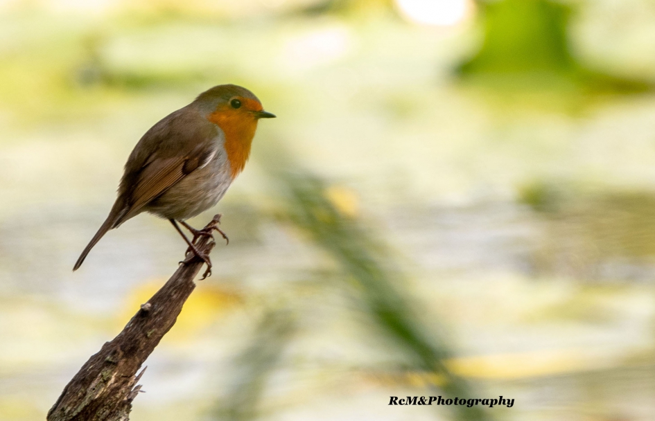 Roodborstje. - Vogels - Roodborstje.
