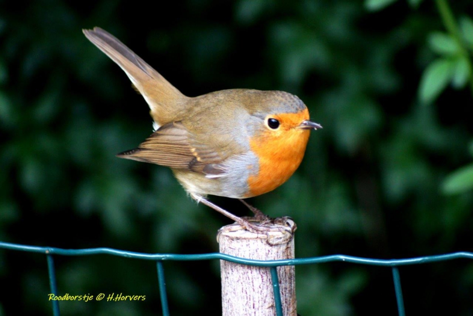 Roodborstje - Vogels - Roodborstje