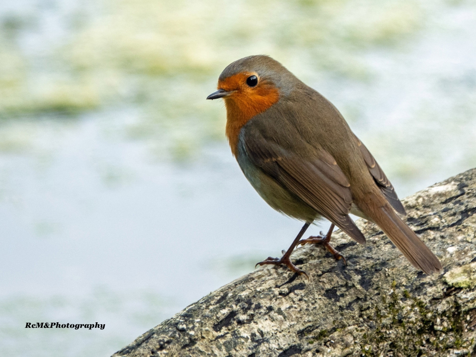 Roodborstje. - Vogels - Roodborstje.