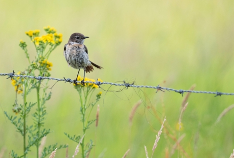 roodborsttapuit, jonkie