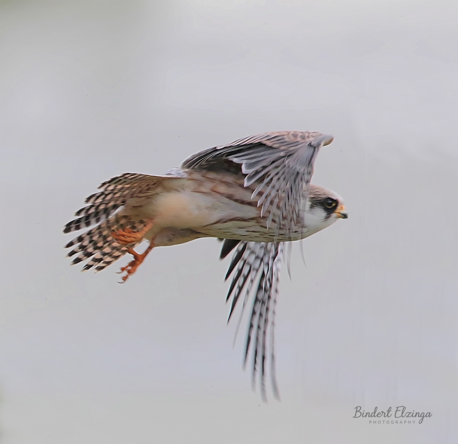 Roodpootval scheert voorbij - Vogels - Roodpootvalk