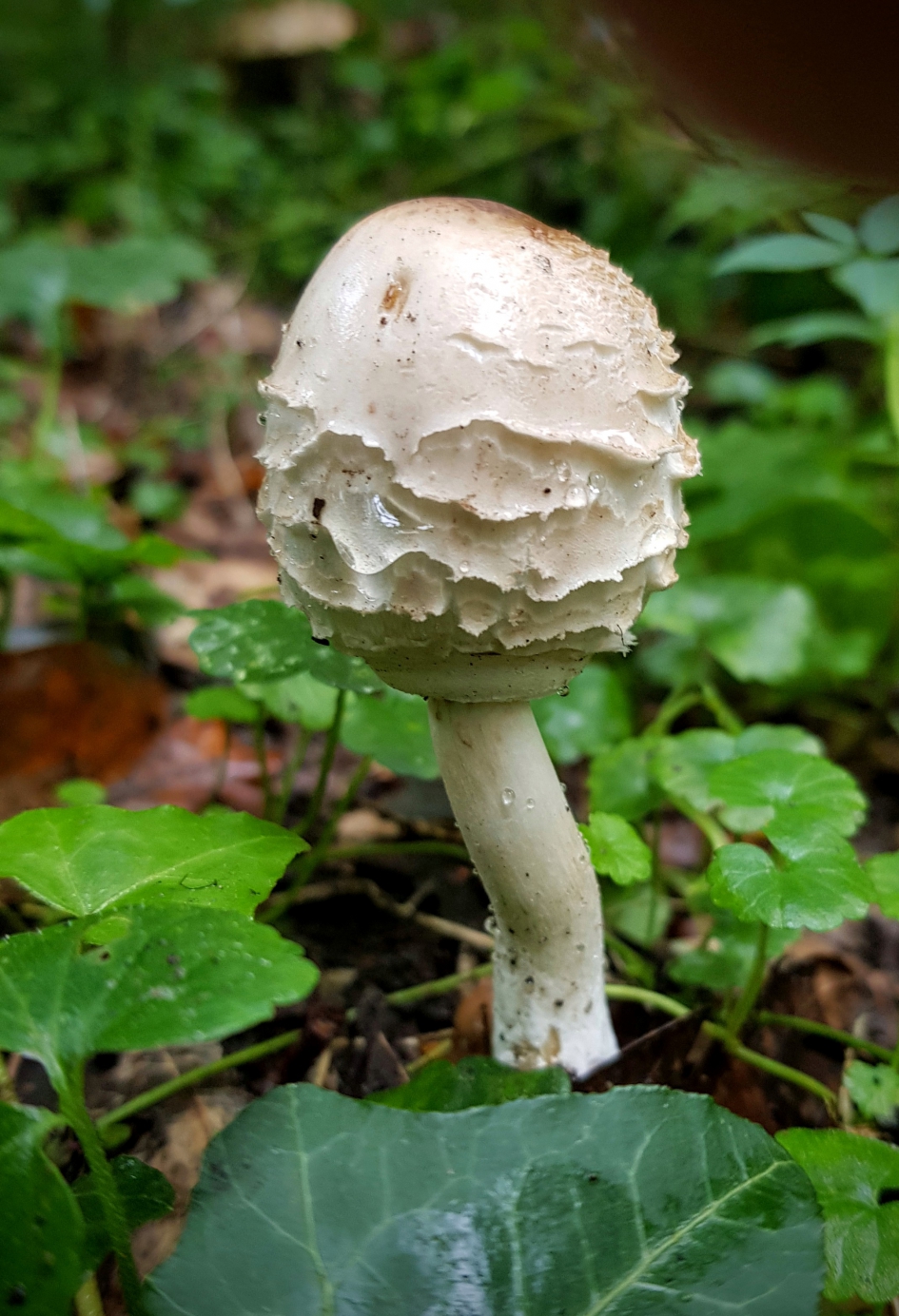 "Roomijsje" - Schimmels - Grote parasolzwam