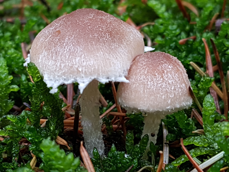 Samen op de foto - Schimmels - Paddenstoel