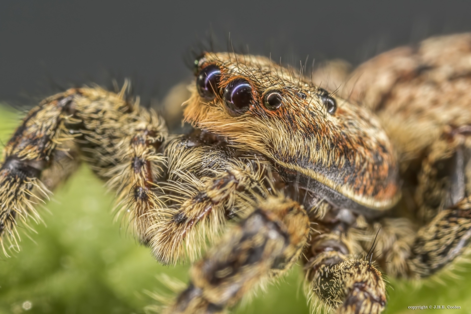 Schorsmarpissa (Marpissa muscosa) - Geleedpotigen - Schorsmarpissa