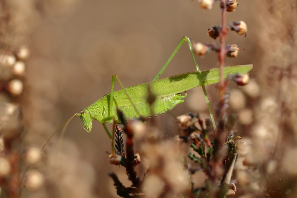 sikkelsprinkhaan -m- - Geleedpotigen - sikkelsprinkhaan