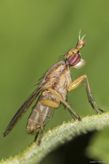 Slakkendoder (Sciomyzidae, Limnia paludicola)