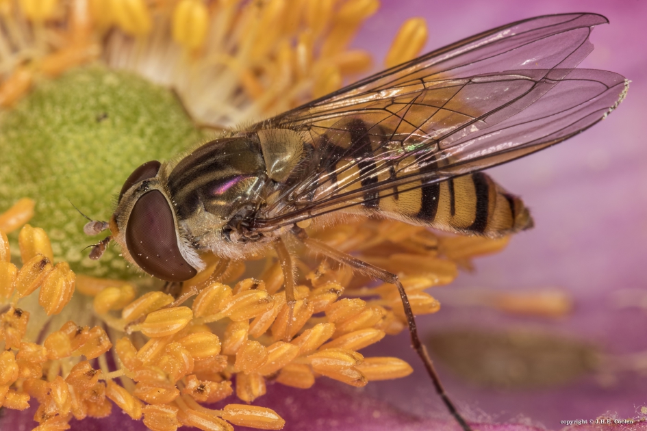 Snorzweefvlieg (Pyamazweefvlieg) - Geleedpotigen - Snorzweefvlieg (Pyamazweefvlieg)